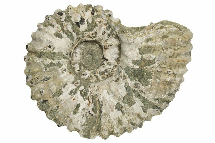 Bumpy Ammonite (Douvilleiceras) Fossil - Madagascar #224615